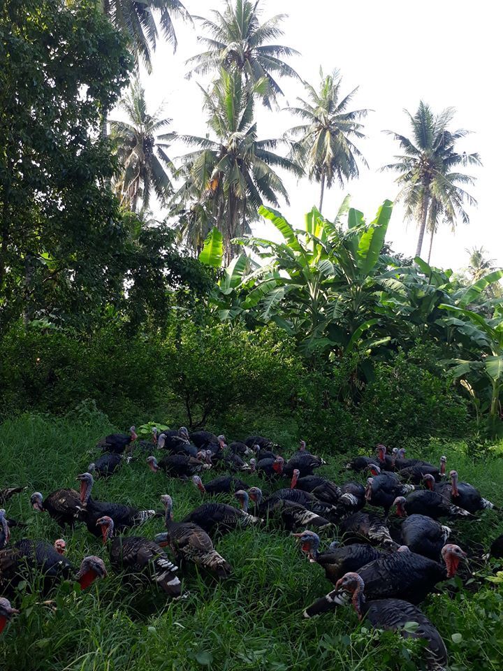 Whole Turkey Pasture-fed (frozen, raw) 8KG+